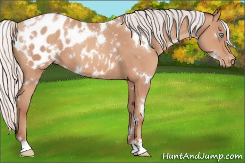 Horse Color:White Spotted Silver Amber Champagne Appaloosa 