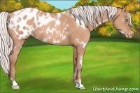 Horse Color:White Spotted Silver Amber Champagne Appaloosa 