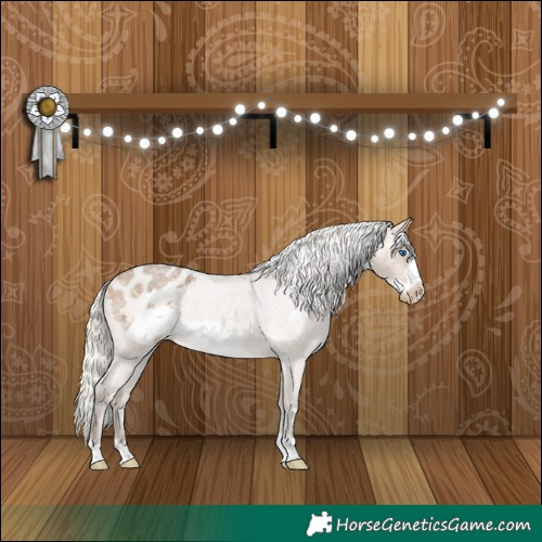 Horse Color:Silver Buckskin Roan Frame Appaloosa 