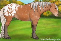 Horse Color:Silver Bay Blanket 