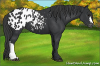 Horse Color:Black Blanket 