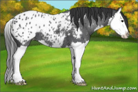 Horse Color:Black Splash Blanket 