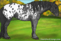 Horse Color:Black Near Leopard
