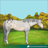Horse Color:Buckskin Appaloosa