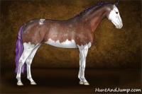 Horse Color:Painted Bay Splash Appaloosa Rabicano
