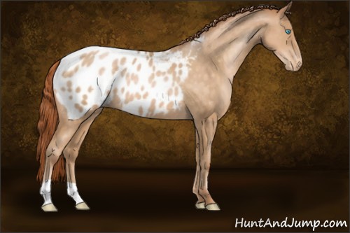 Horse Color:Buckskin Pearl Appaloosa 