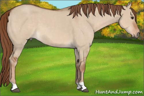 Horse Color:Red Dun Roan 