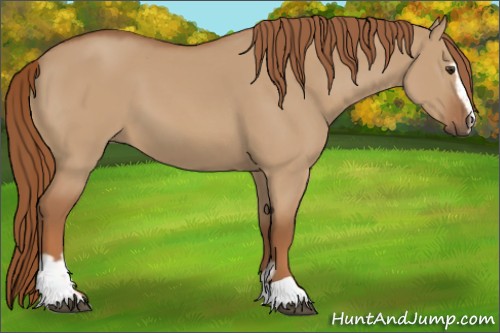 Horse Color:Red Dun Sabino 