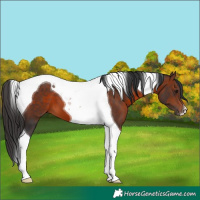 Horse Color:Brown Tobiano 