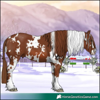 Horse Color:White Spotted Chestnut 