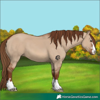 Horse Color:Red Dun 