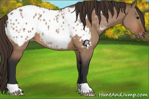 Horse Color:Bay Dun Appaloosa