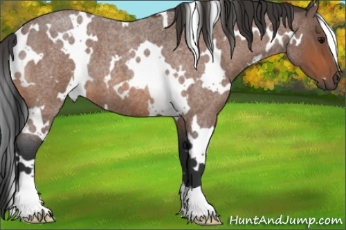 Horse Color:White Spotted Bay Roan