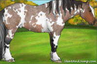 Horse Color:White Spotted Bay Roan 