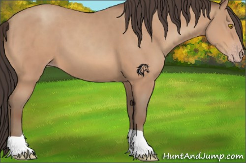 Horse Color:Amber Champagne