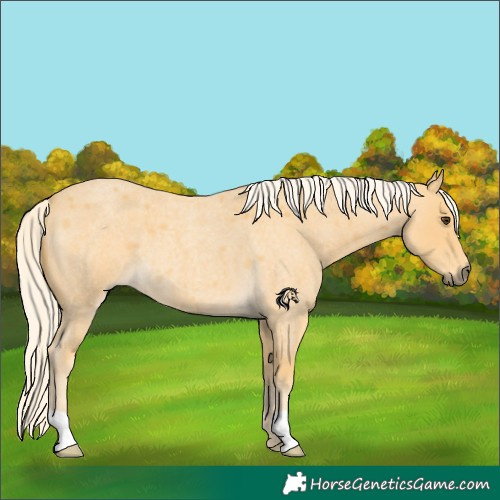 Horse Color:Palomino Roan