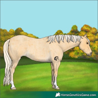 Horse Color:Palomino Roan 
