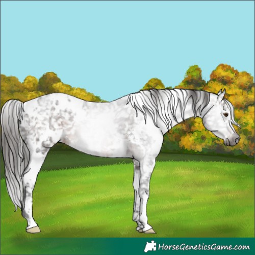 Horse Color:Gray White Spotted Brown Ice Snowflake Varnish 