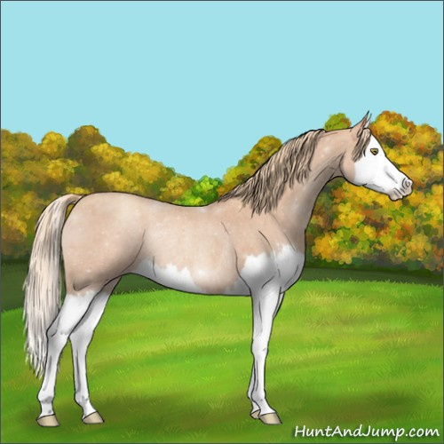 Horse Color:Gold Champagne Roan Splash Rabicano 