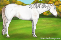 Horse Color:White Spotted Chocolate Palomino Pearl Appaloosa Rabicano