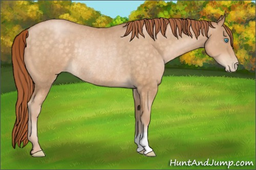 Horse Color:Buckskin Pearl Rabicano 