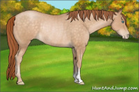 Horse Color:Buckskin Pearl Rabicano 