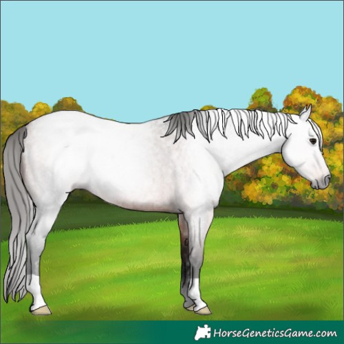 Horse Color:Gray Bay Roan Rabicano 