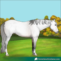 Horse Color:Gray Bay Roan Rabicano 