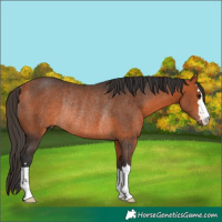 Horse Color:Bay Rabicano 