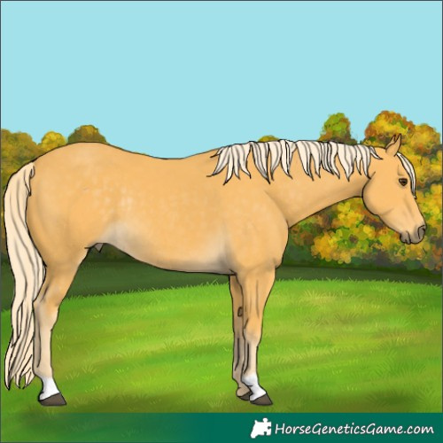 Horse Color:Palomino Rabicano 