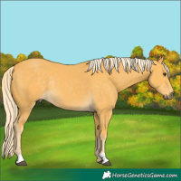 Horse Color:Palomino Rabicano