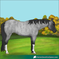 Horse Color:Blue Roan Rabicano 