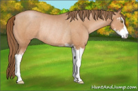 Horse Color:Brown Pearl Sabino Rabicano