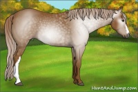 Horse Color:Gray Palomino Rabicano