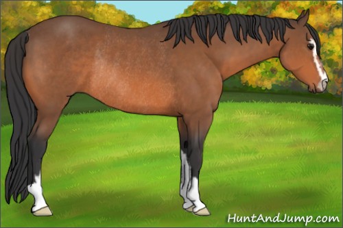 Horse Color:Bay Sabino Rabicano