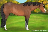 Horse Color:Bay Sabino Rabicano 