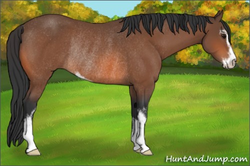 Horse Color:Bay Sabino Rabicano 