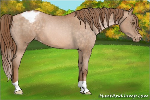 Horse Color:Brown Pearl Appaloosa