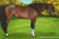 Horse Color:Brown Tobiano