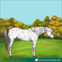 Horse Color:Liver Red Dun Roan Leopard 