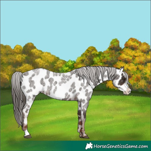 Horse Color:Liver Red Roan Frame Appaloosa 