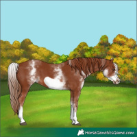 Horse Color:White Spotted Chestnut Frame