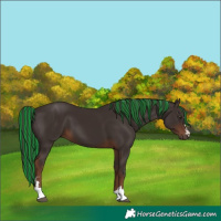 Horse Color:Painted Liver Chestnut