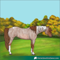 Horse Color:Red Roan Tobiano 
