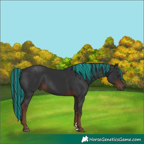 Horse Color:Painted Liver Chestnut 