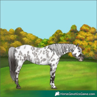 Horse Color:Liver Red Roan Near Leopard 