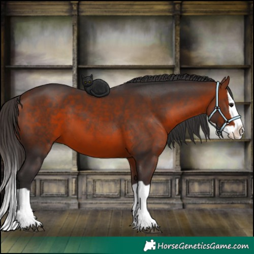 Horse Color:Bay Splash 