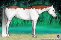 Horse Color:Bay Splash 