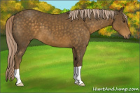 Horse Color:Chocolate Palomino