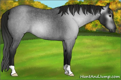 Horse Color:Gray Smoky Blue Roan 